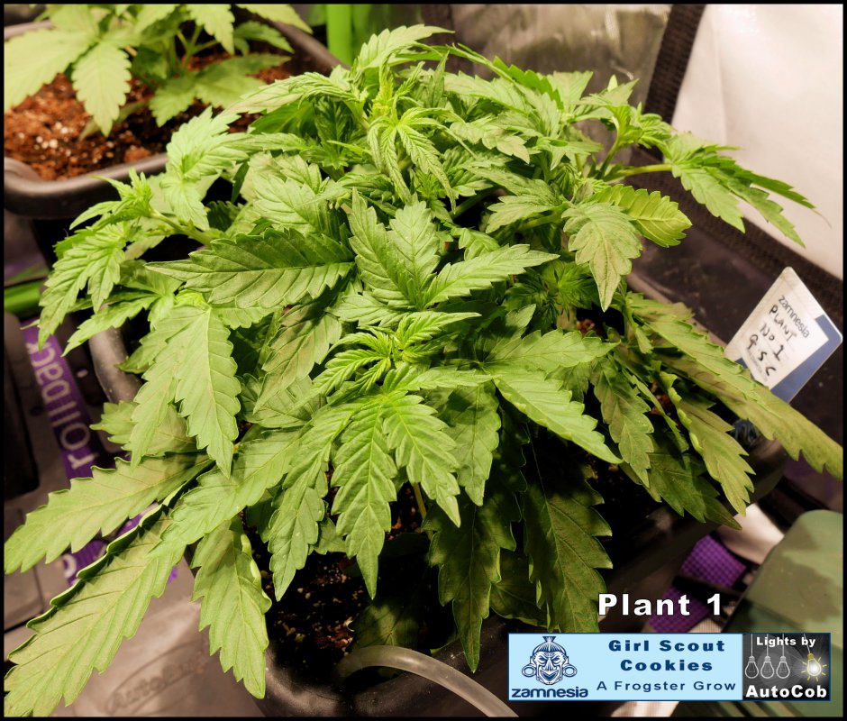 Day 16 Plant 1.jpg