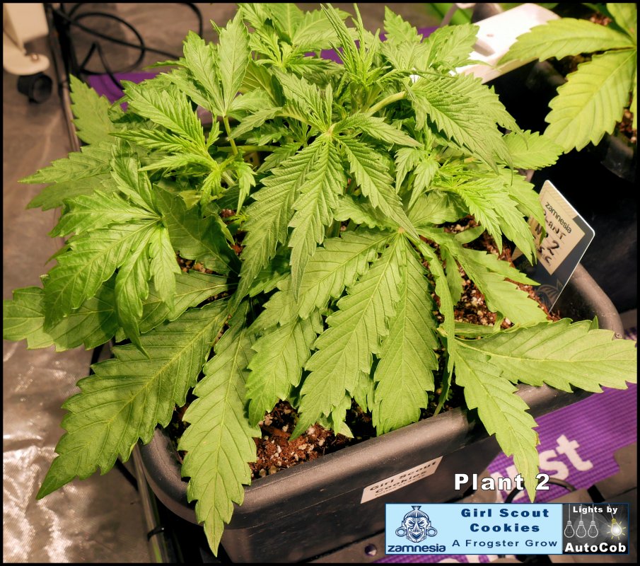 Day 16 Plant 2.jpg