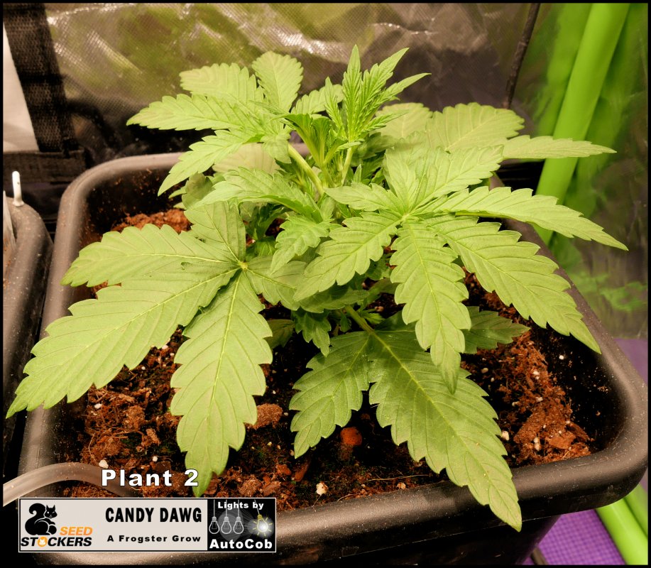 Day 16 Plant 2.jpg