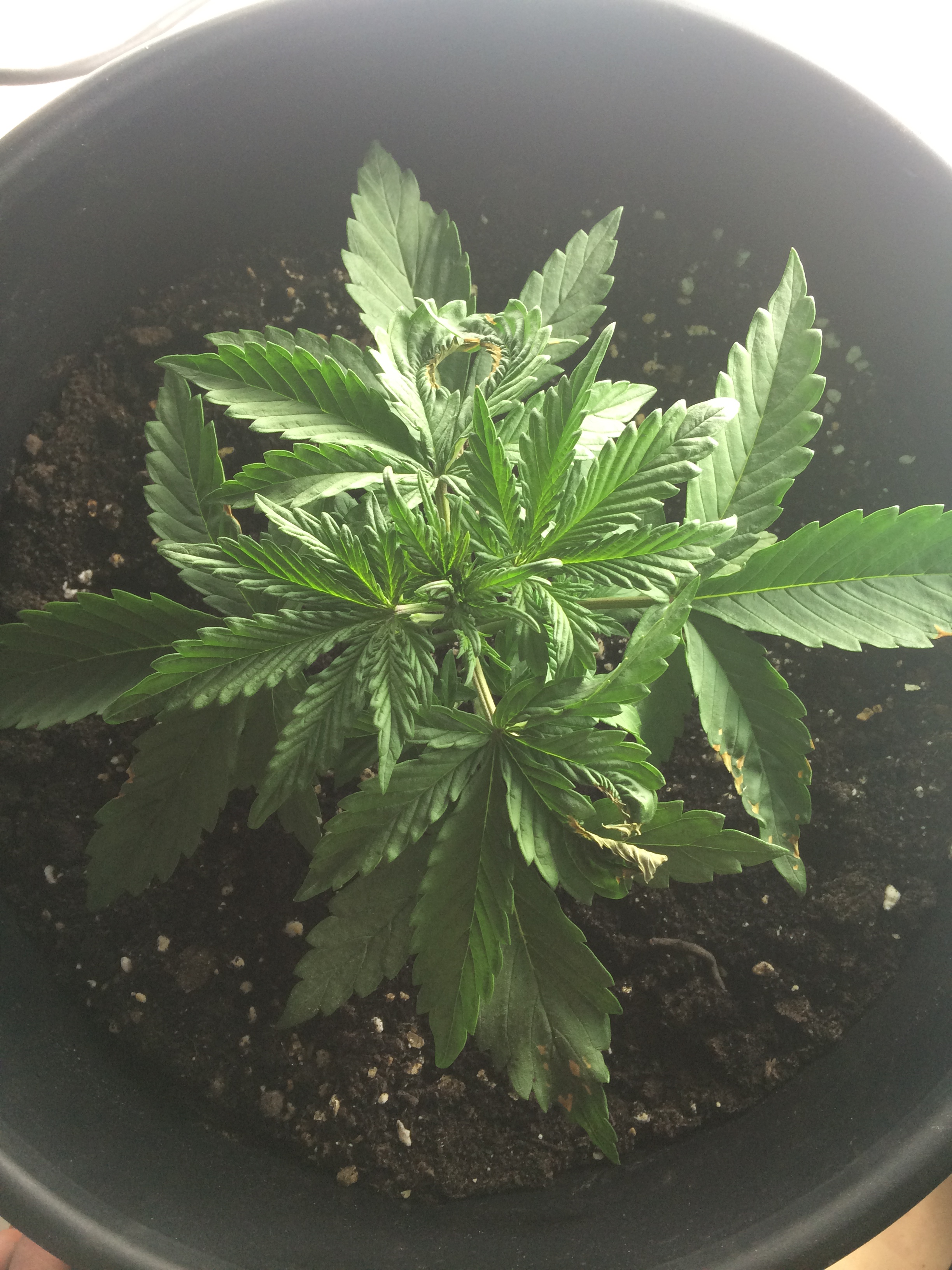 Day 17 Plant 1-1.jpg