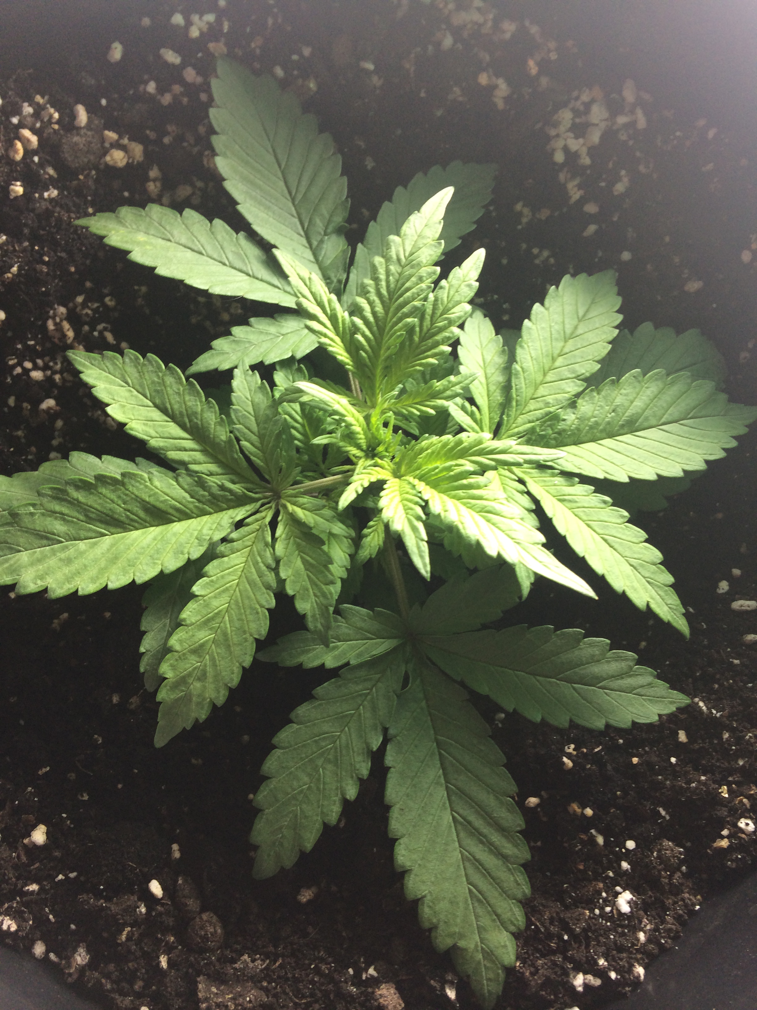 Day 17 Plant 2-1.jpg