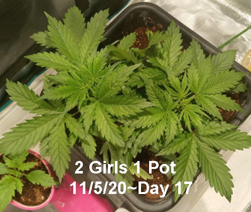 DAY 17 two girls one  pot 11-05-20.jpg