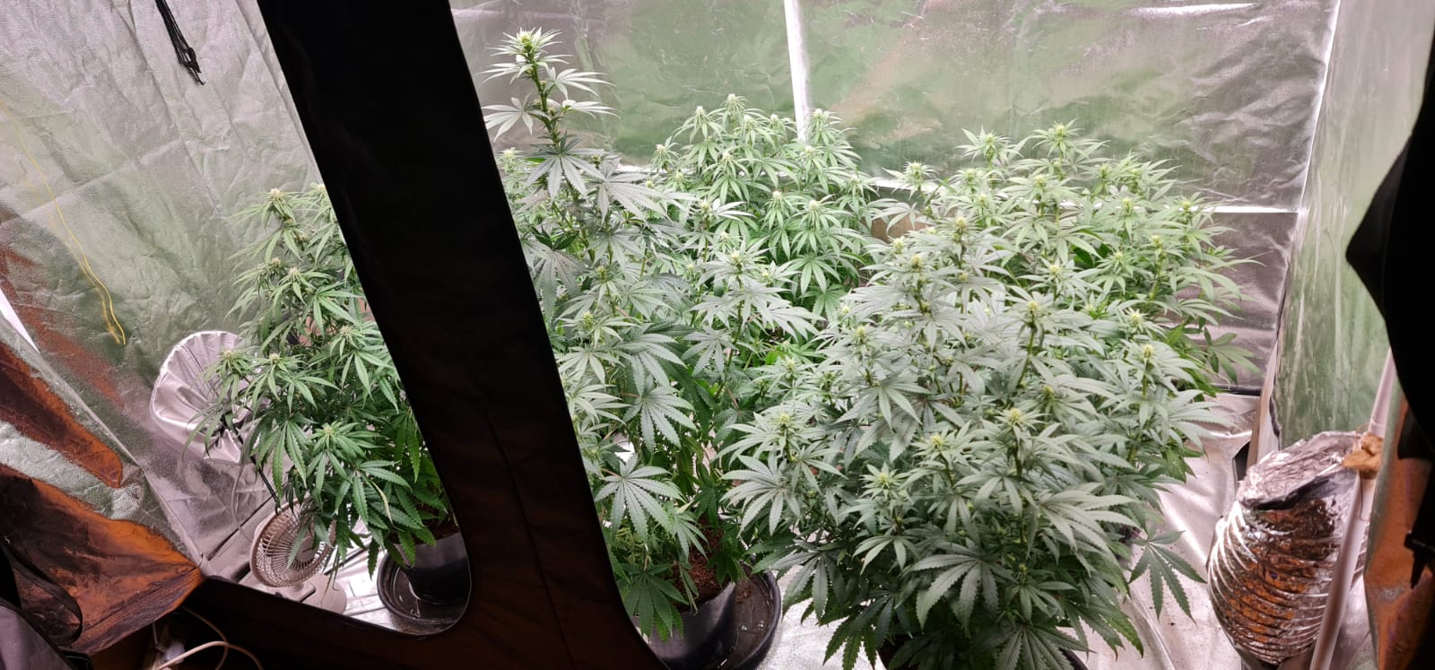 day 18 flowering (2).jpeg