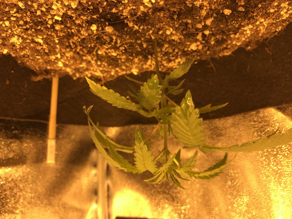 Day 18 GSC (2).JPG