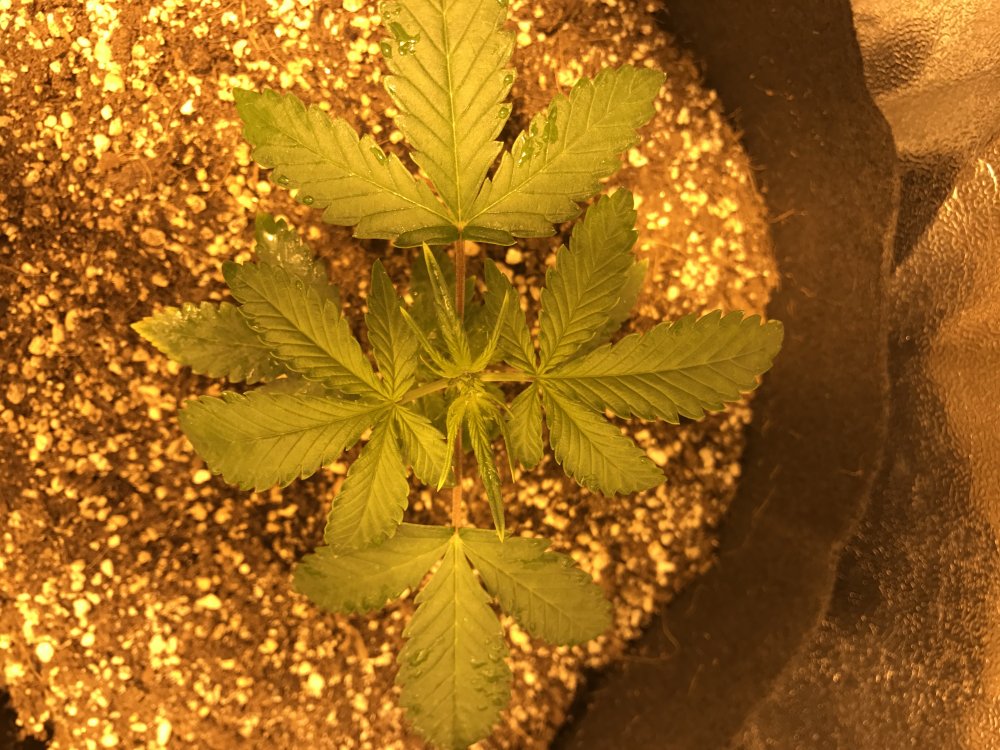 Day 18 GSC (3).JPG