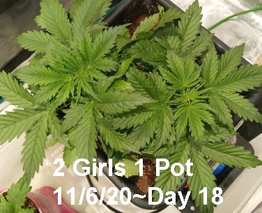 DAY 18 two girls one pot 11-06-20.jpg