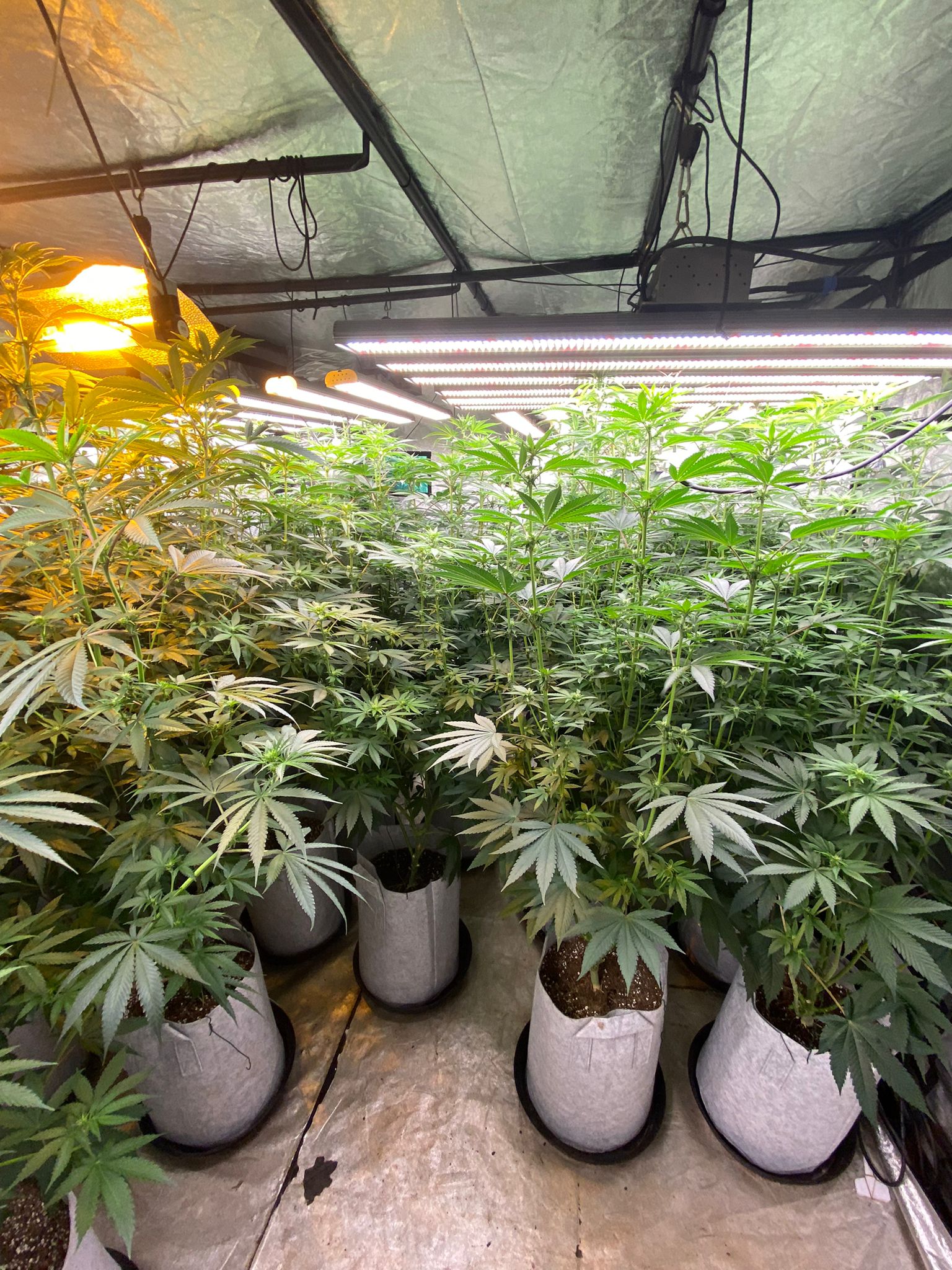 Day 19 in flowering (3).jpeg