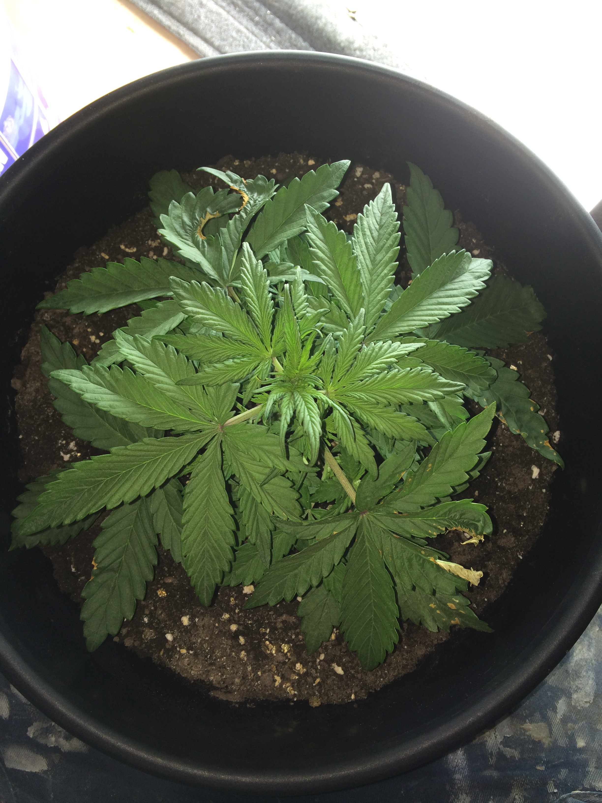 Day 19 Plant 1-1.jpg