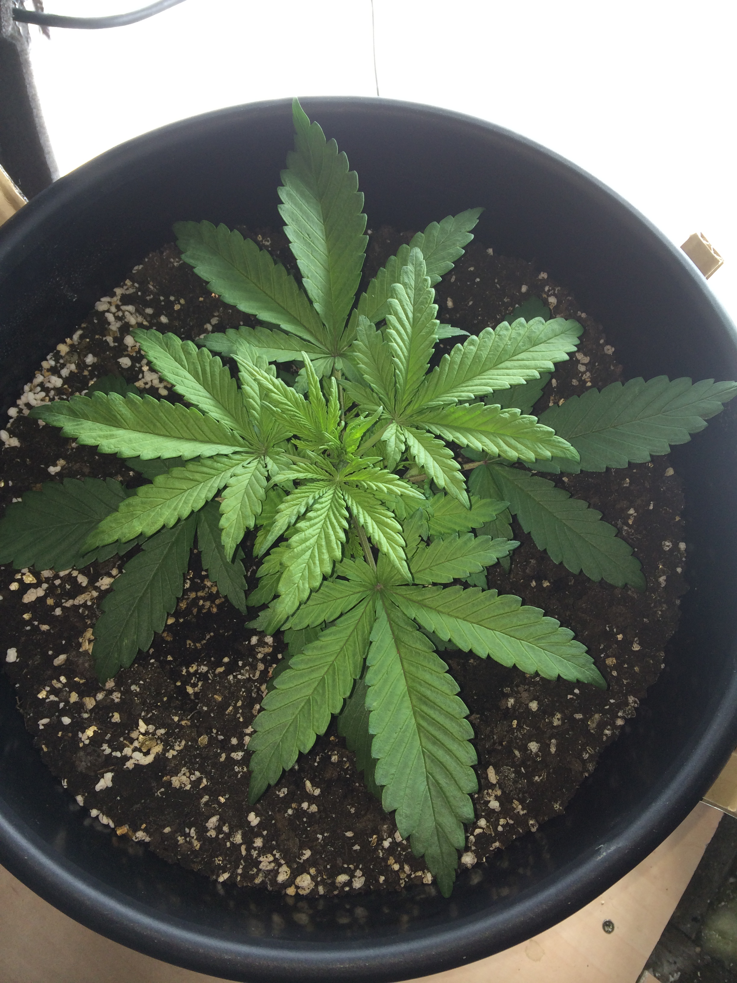 Day 19 Plant 2-1.jpg