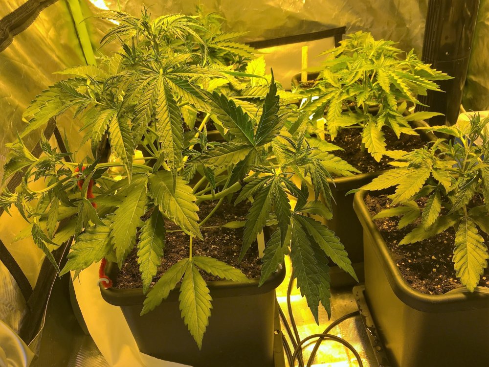 Day 19 Tent.jpg