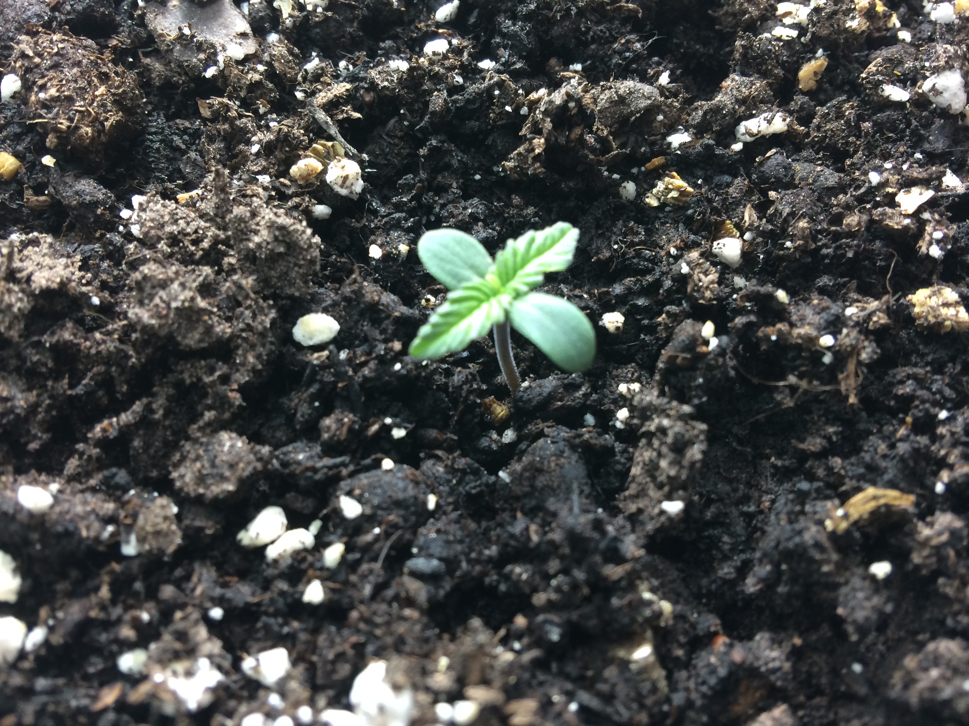 Day 2 - Plant 2.jpg