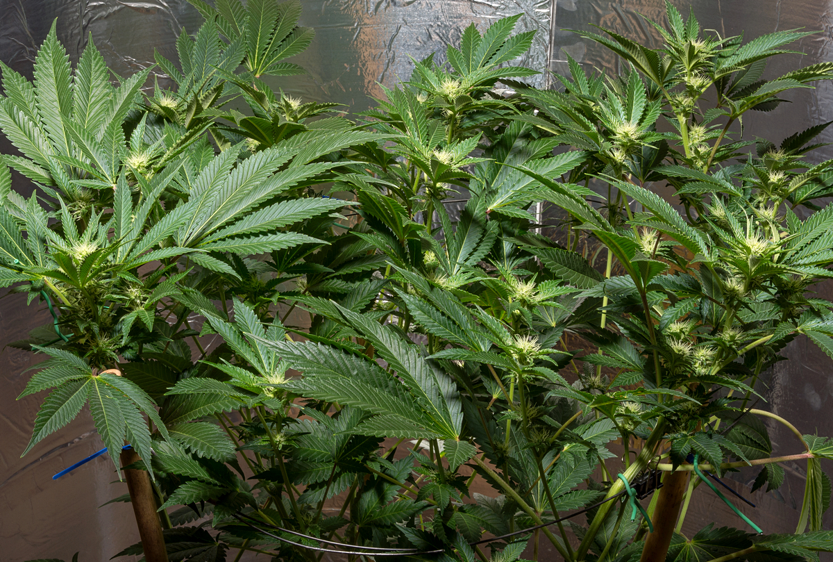 Day 20  Durban Poison 14 Sept.jpg