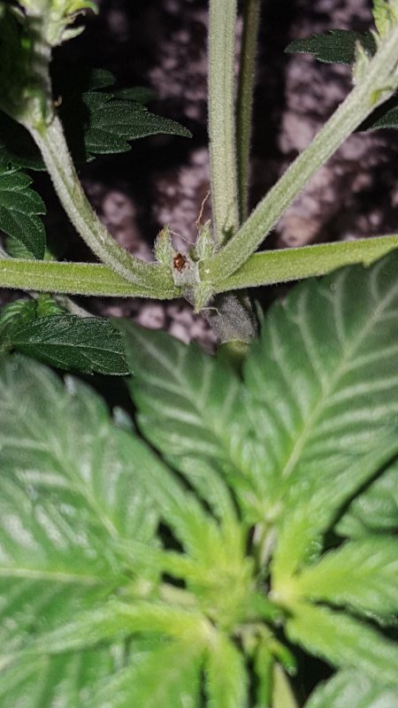 Day 21 Hermie question.jpg