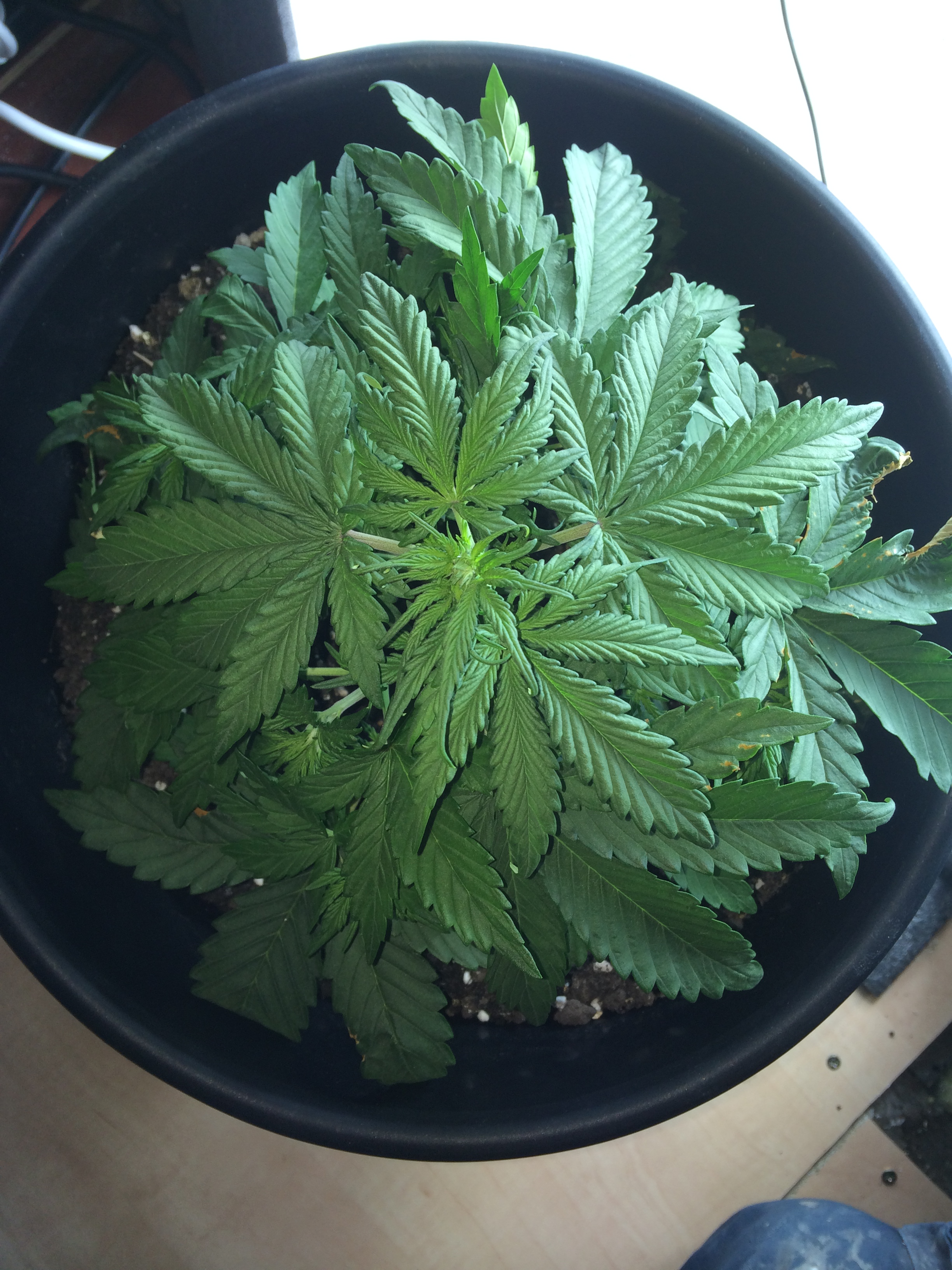 Day 21 Plant 1-1.jpg