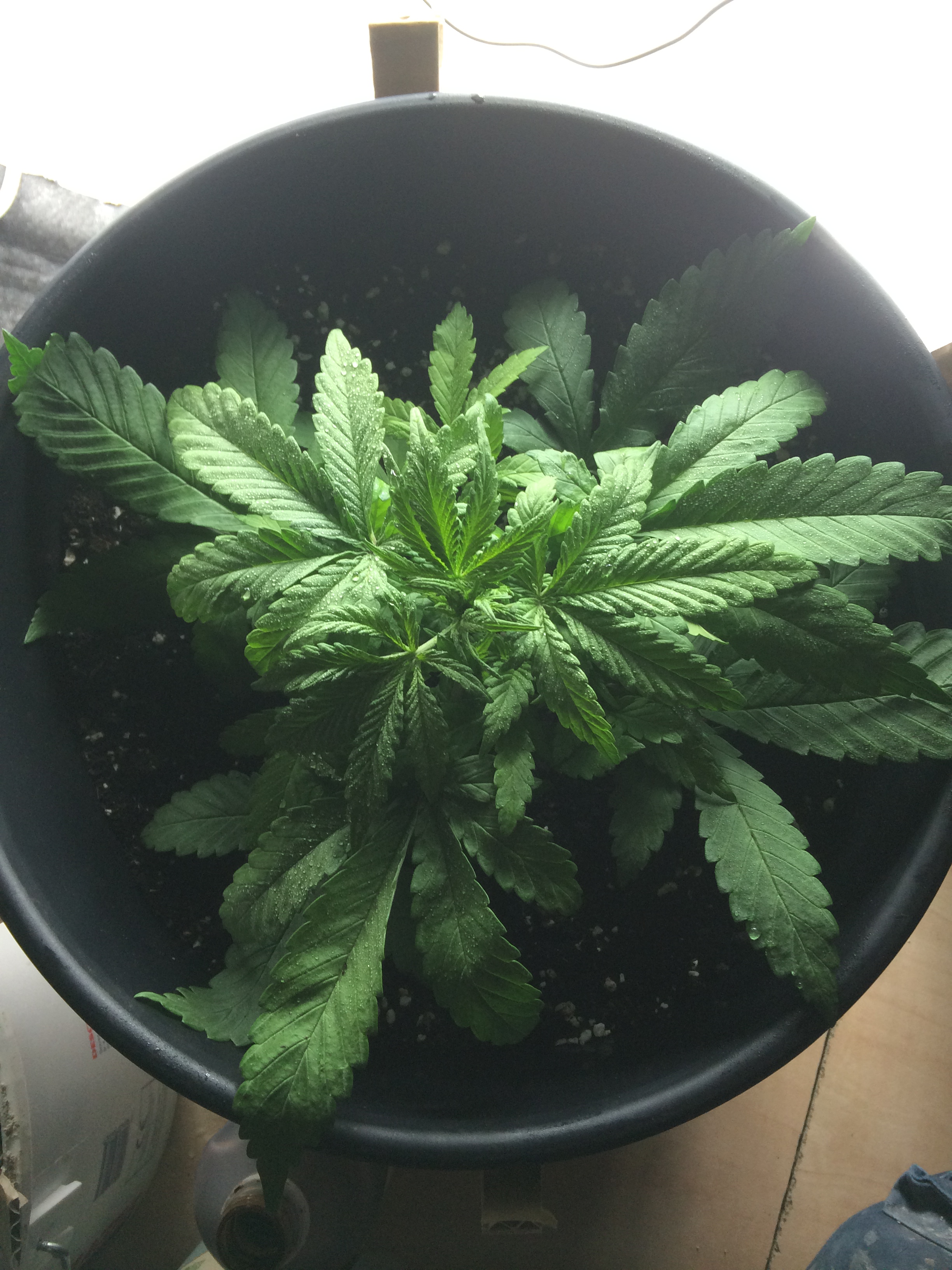 Day 21 Plant 2.jpg