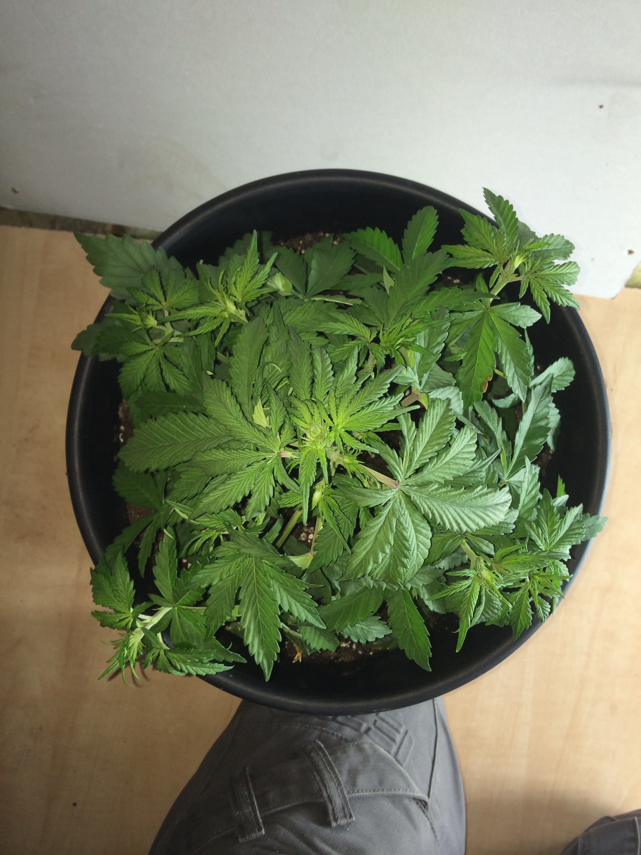 Day 23 Plant 1-1.jpg