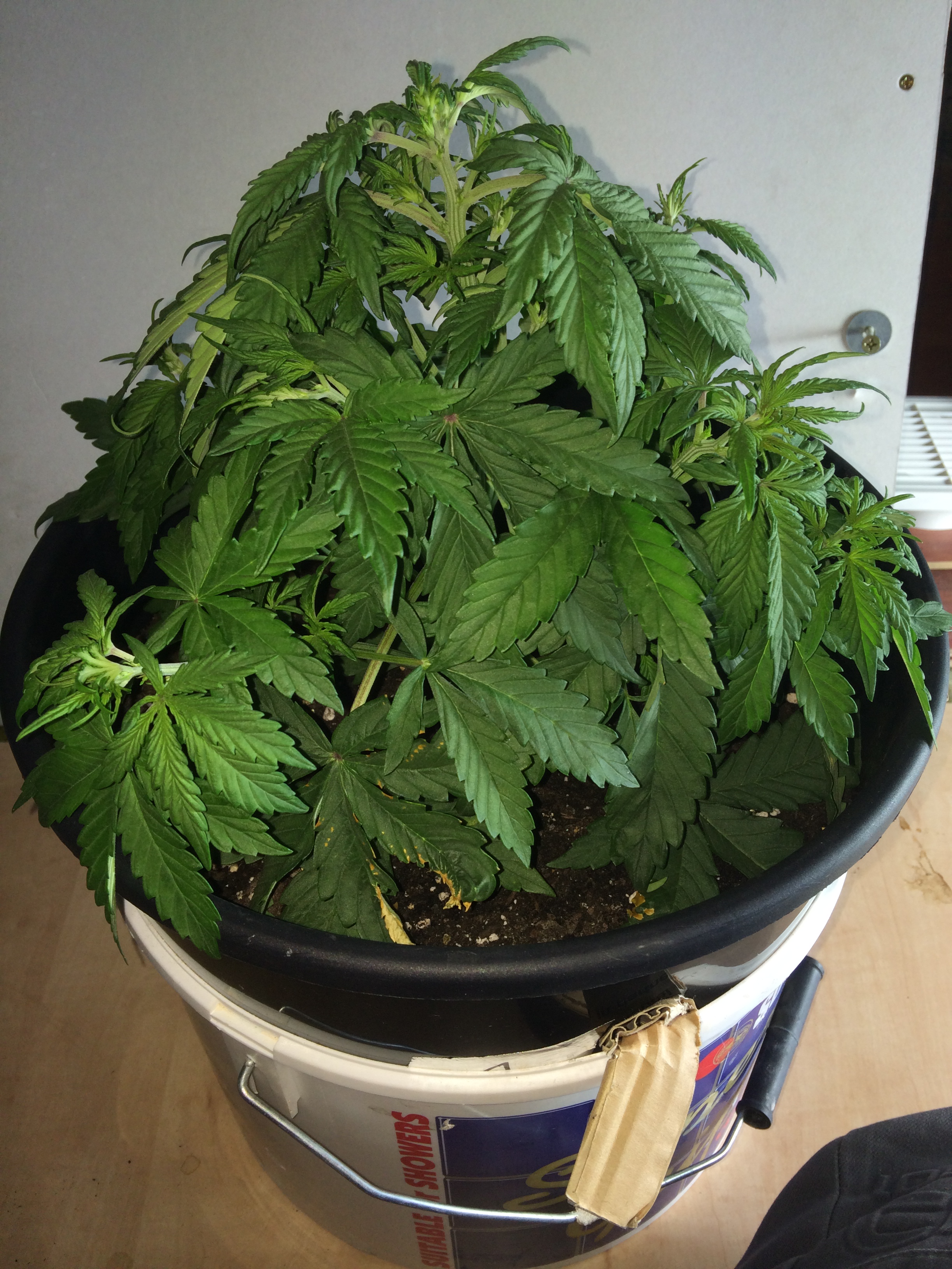 Day 23 Plant 1-2.jpg