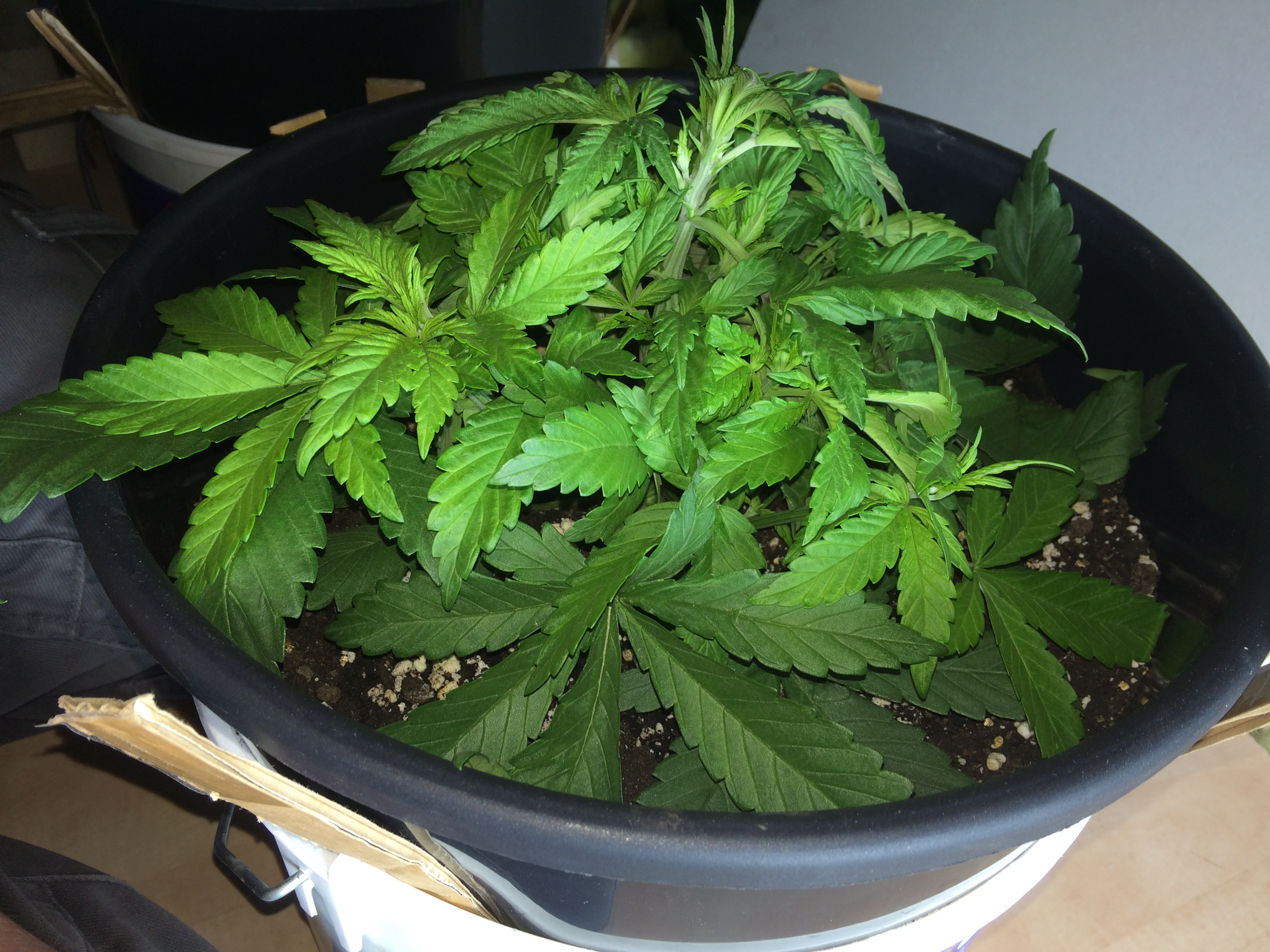 Day 23 Plant 2-2.jpg