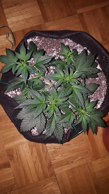 Day 24 FFOF Aerial.jpg