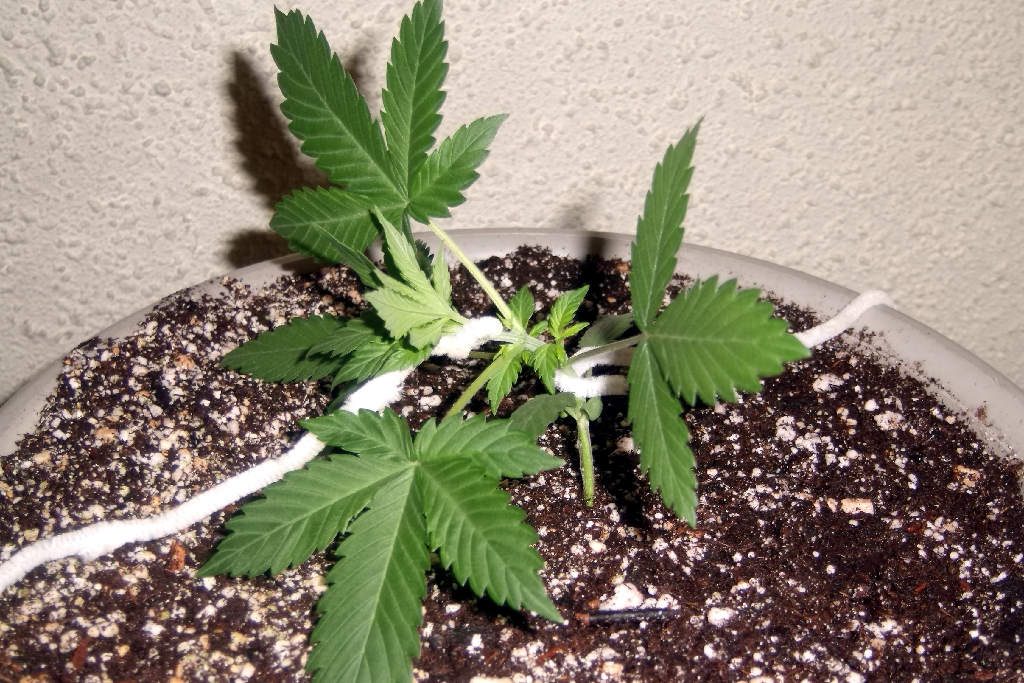 Day 24 Grey LST.jpg