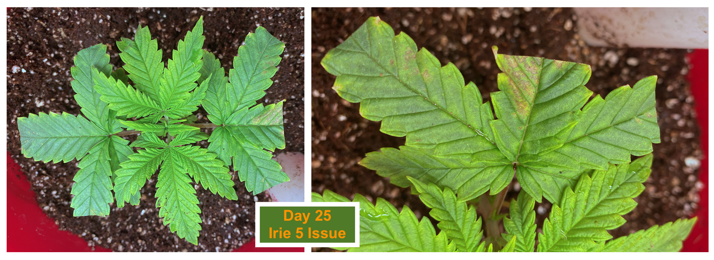 Day 25 Irie 5 Leaf Damage 2.png