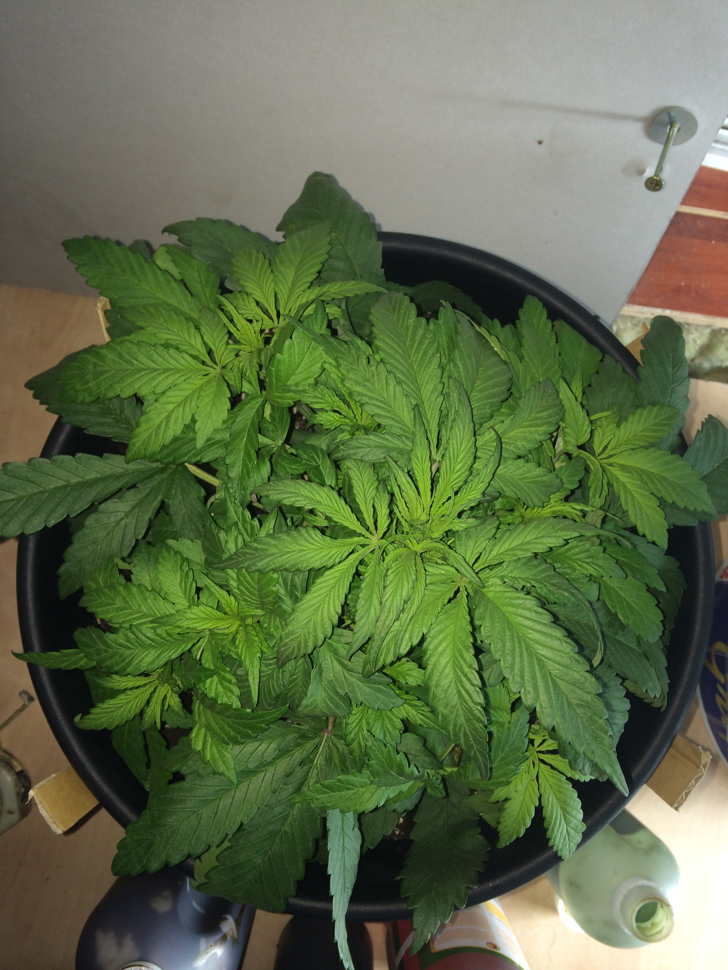 Day 25 Plant 2-1.jpg