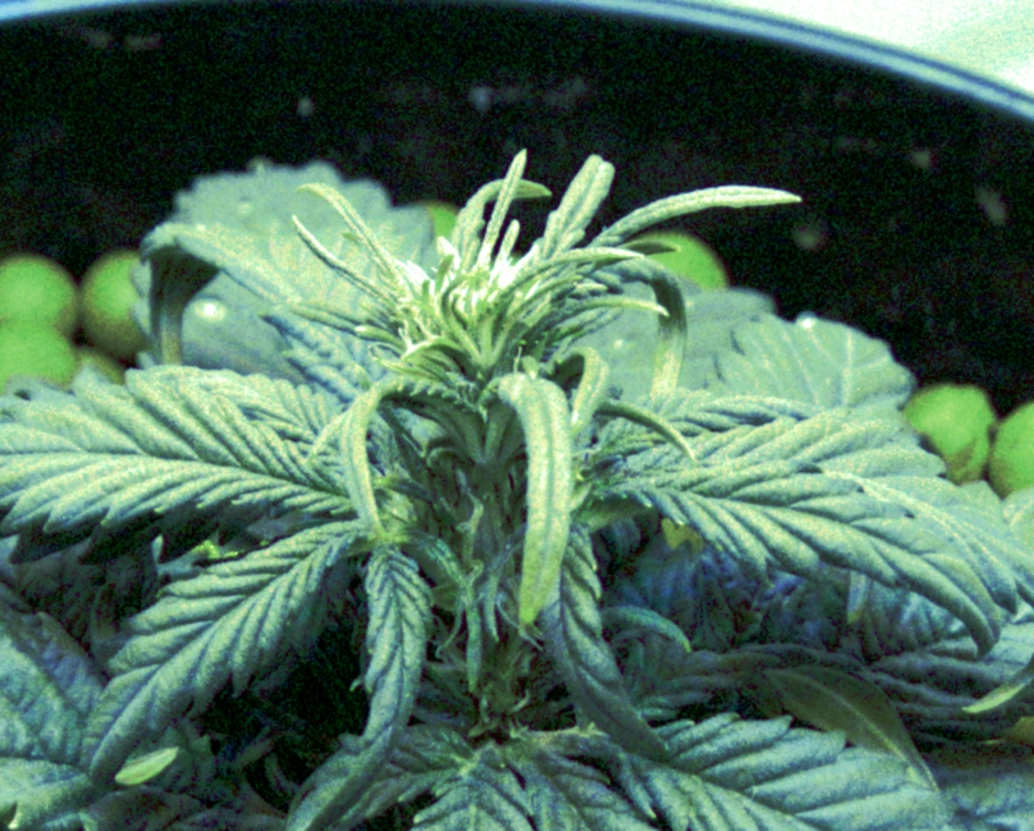 Day 26 preflowers.jpg