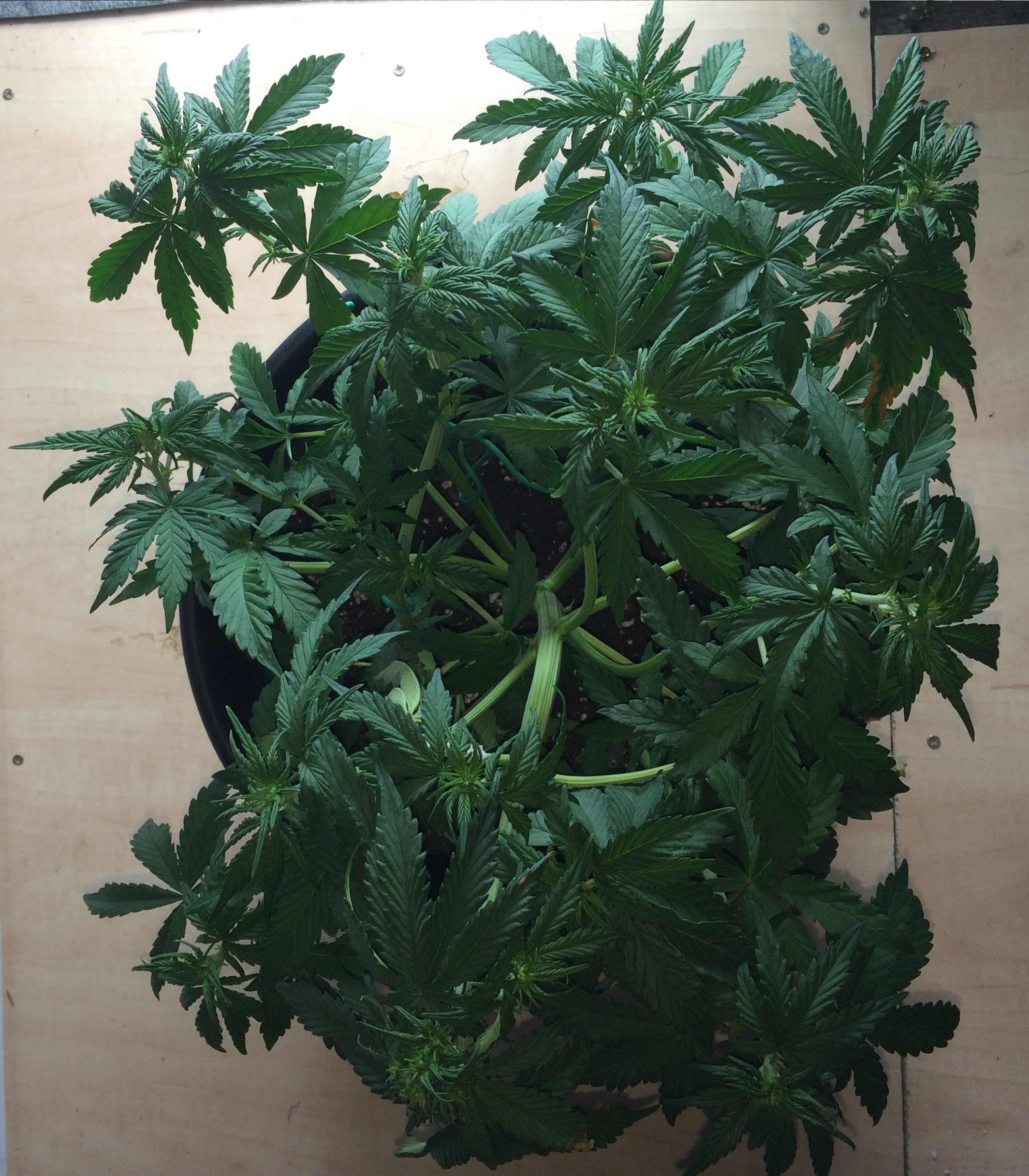 Day 27 Plant 1-1.jpg