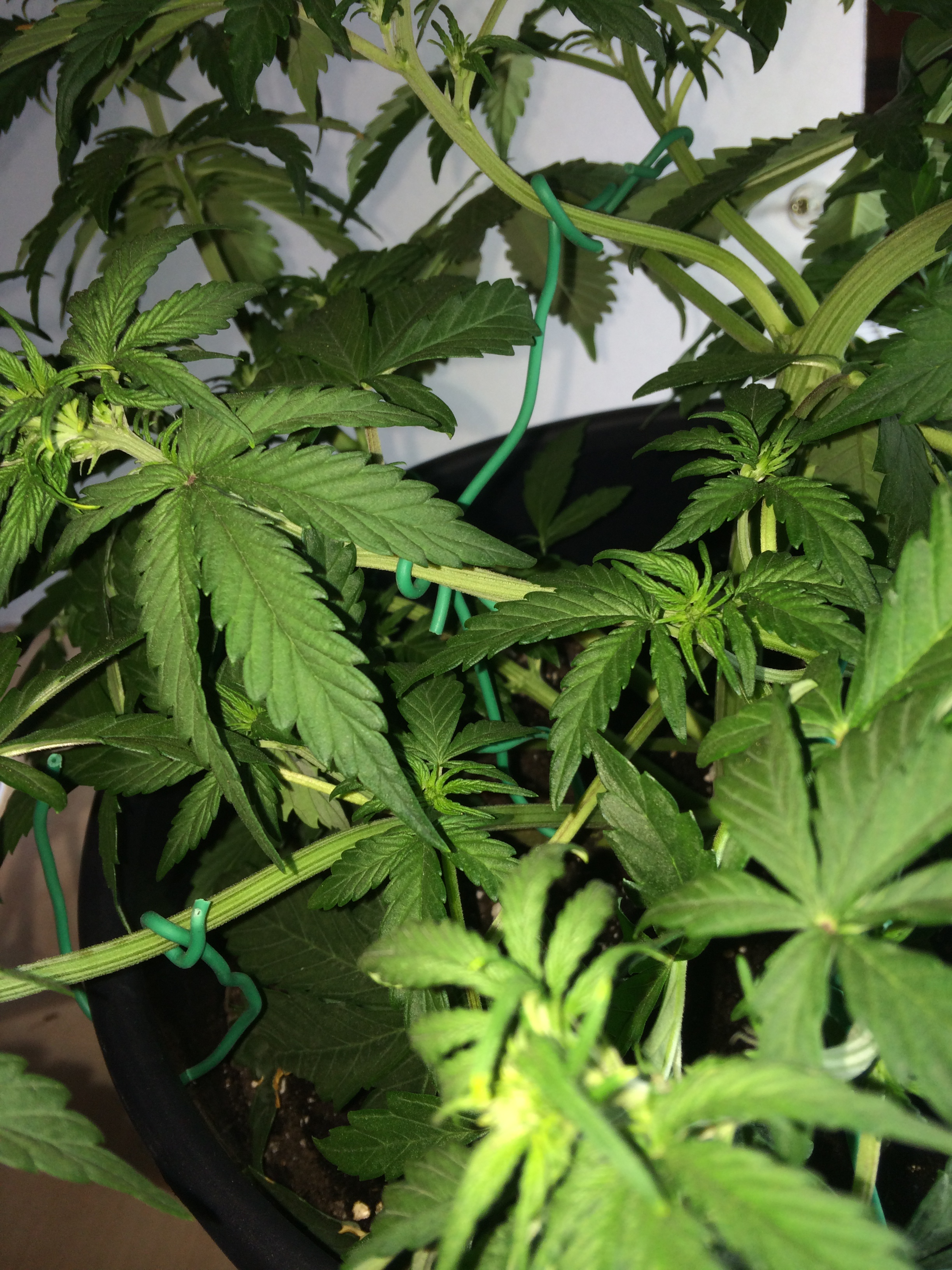 Day 27 PLant 1-3.jpg