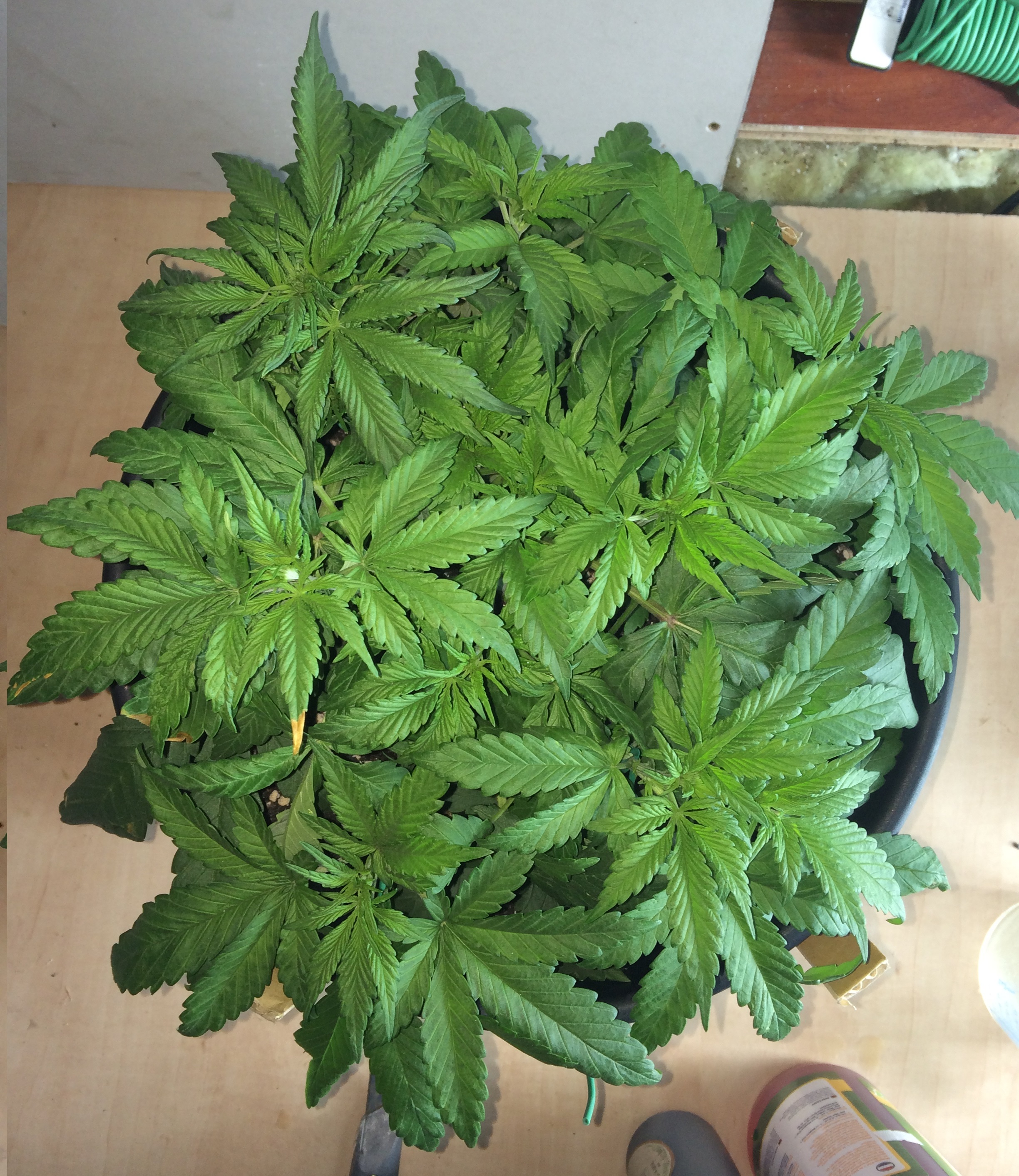 Day 27 Plant 2-1.jpg