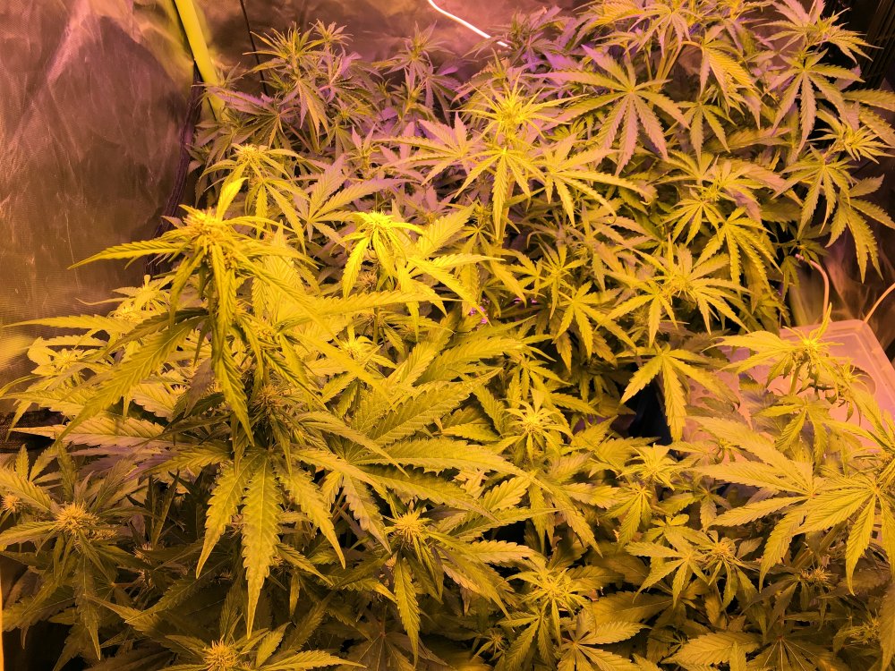 Day 28 1 Tent.jpg