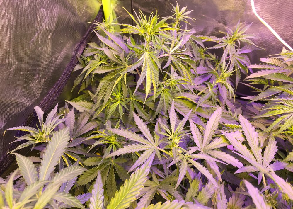 Day 28 7 Tent.jpg