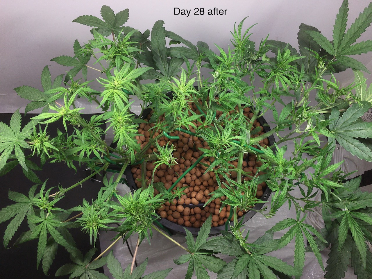 day 28 defoliation - 2.jpeg