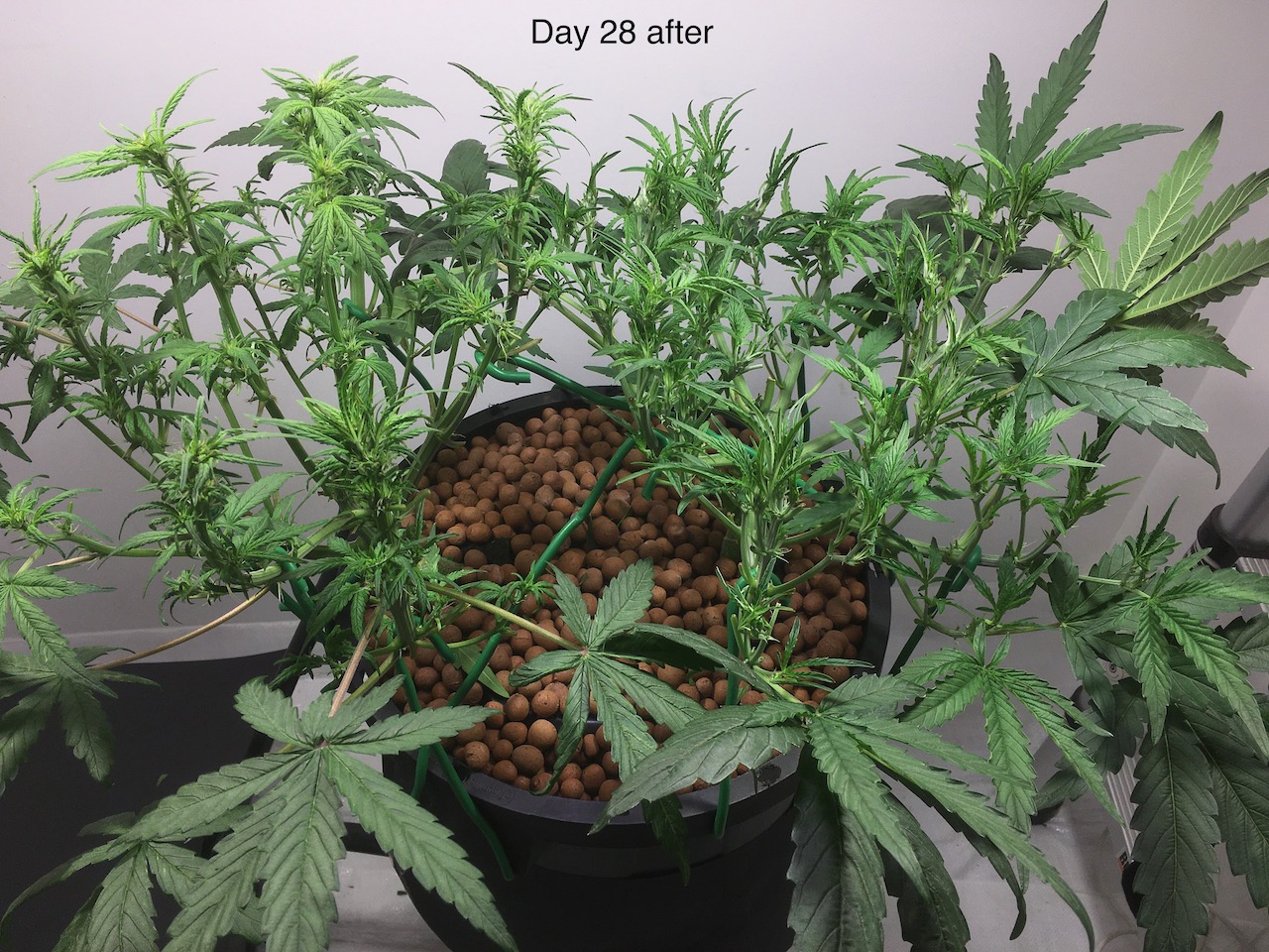 day 28 defoliation - 3.jpeg