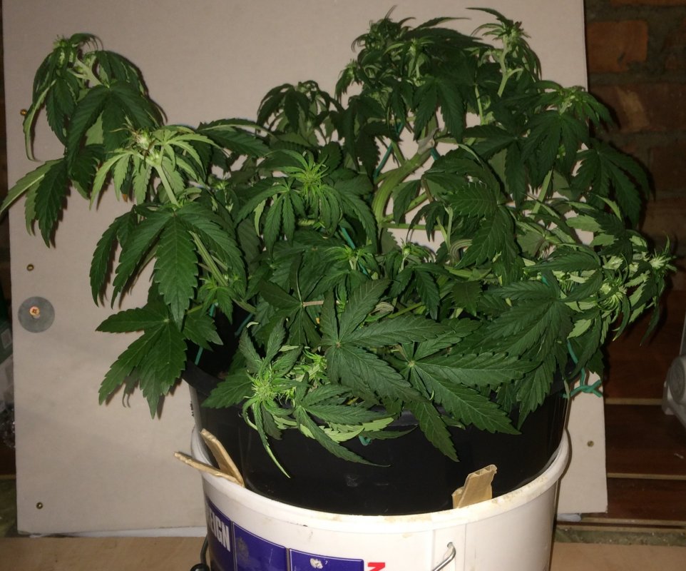 Day 29 Plant 1-2.jpg