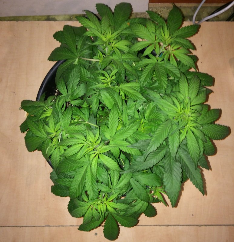 Day 29 Plant 2-1.jpg