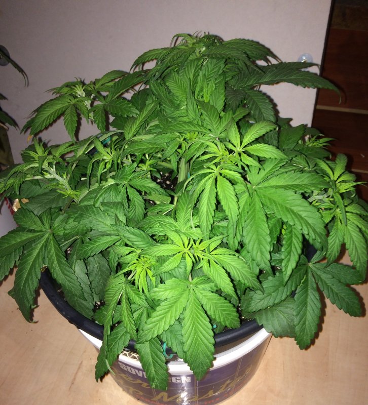 Day 29 Plant 2-2.jpg