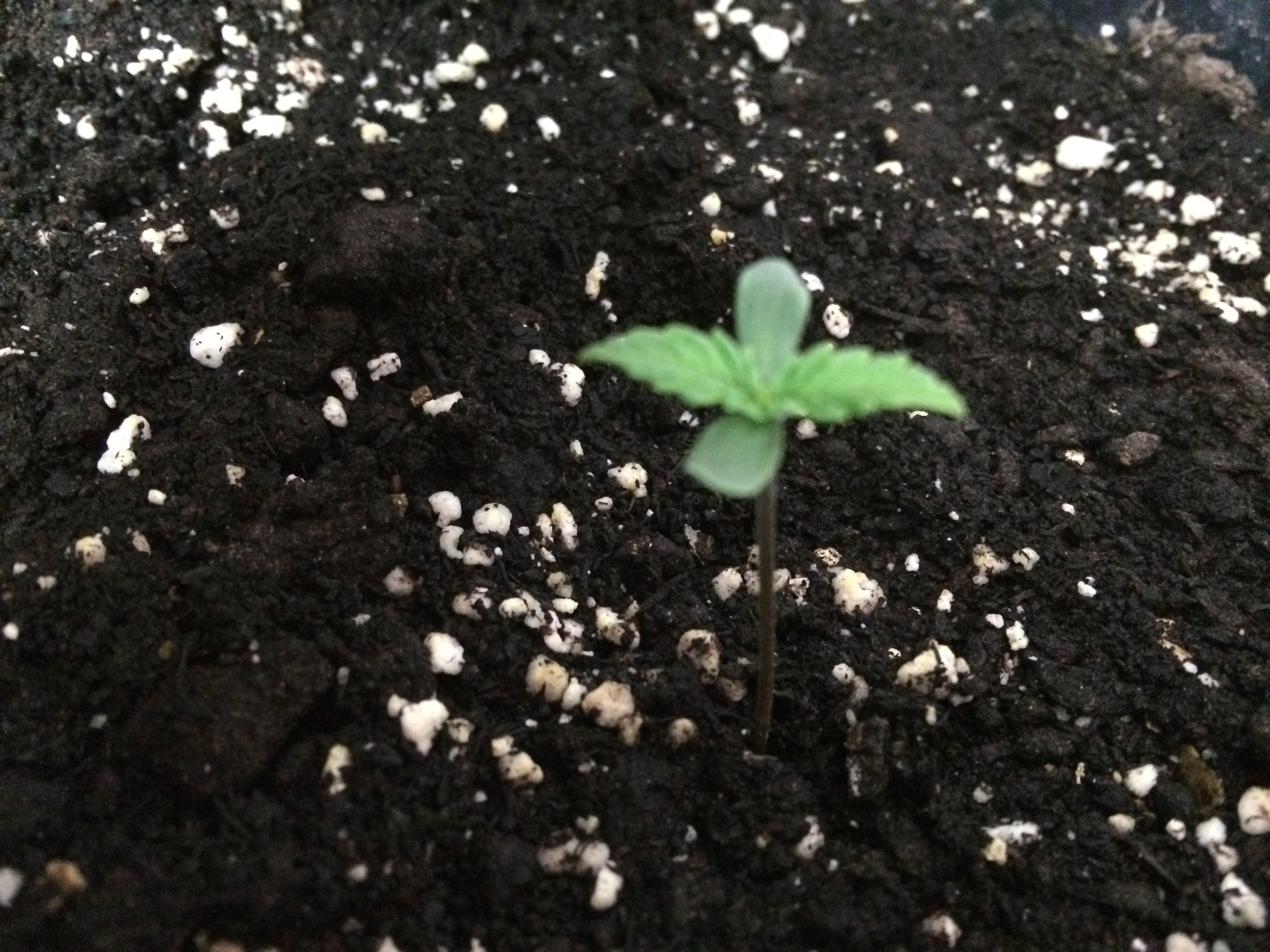 Day 3 - Plant 1-2.jpg