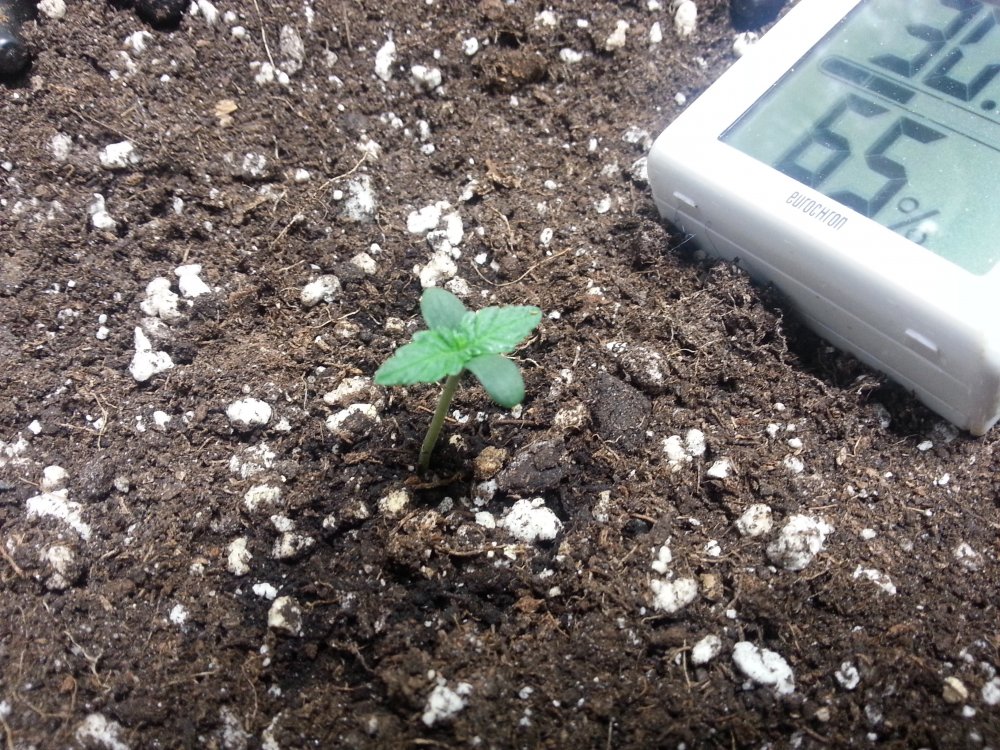 Day 3 - Plant 1.jpg