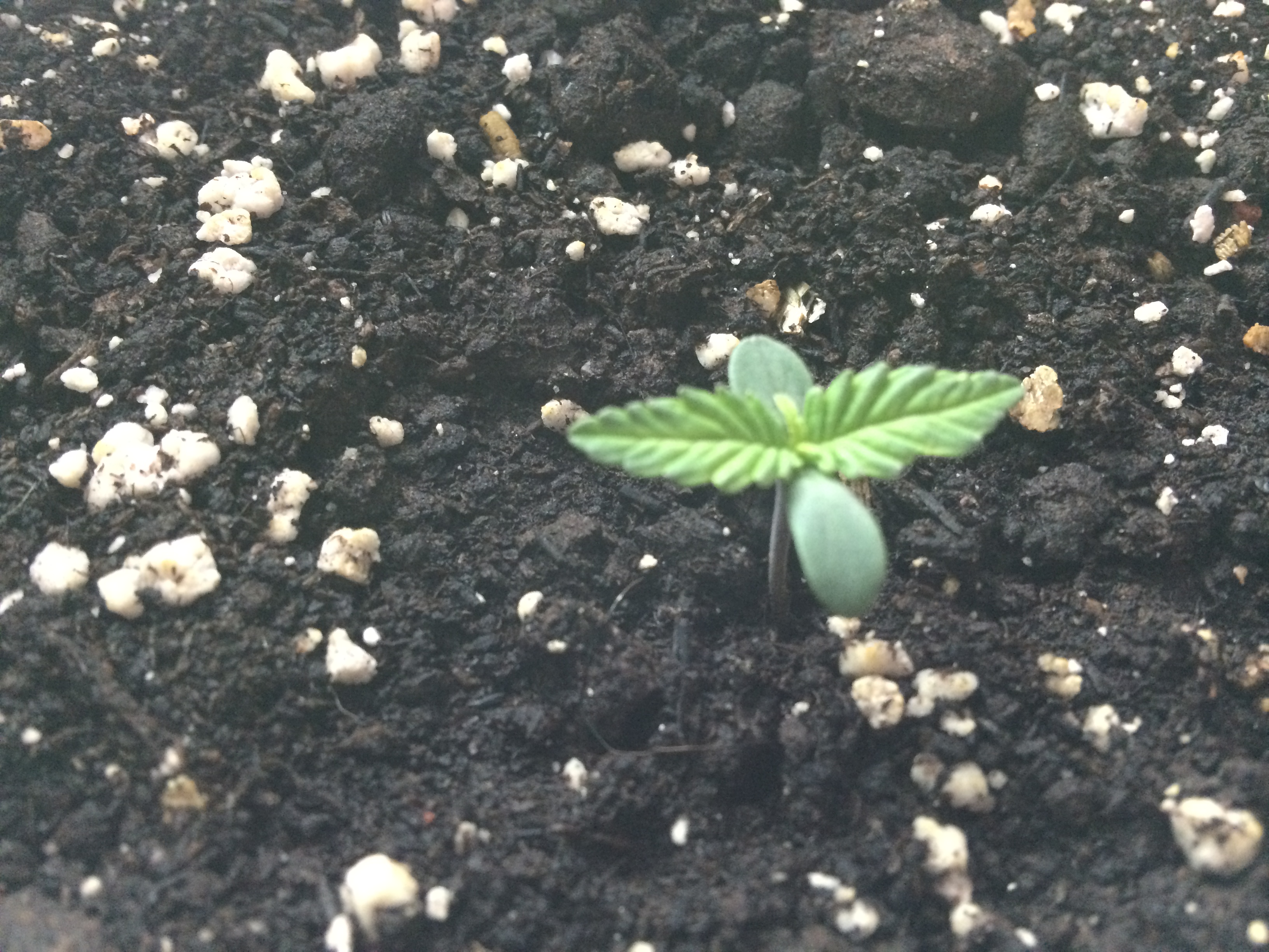 Day 3 Plant 2-1.jpg