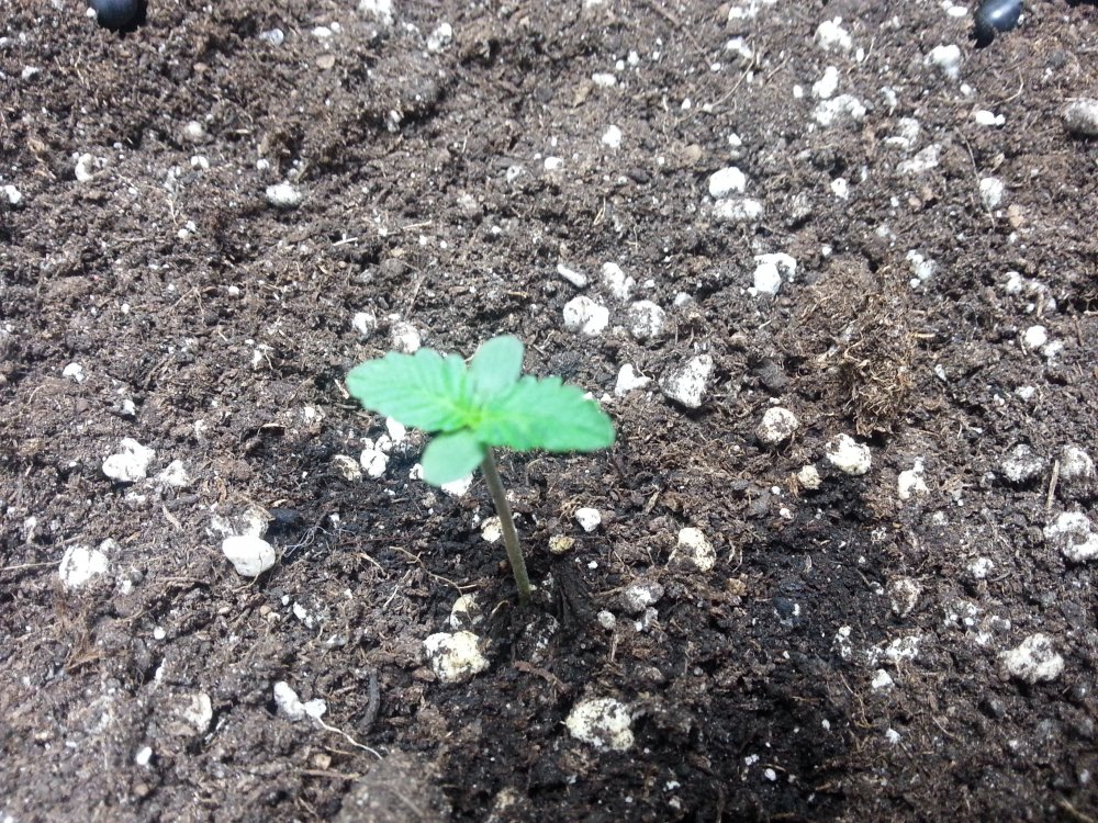 Day 3 - Plant 2.jpg