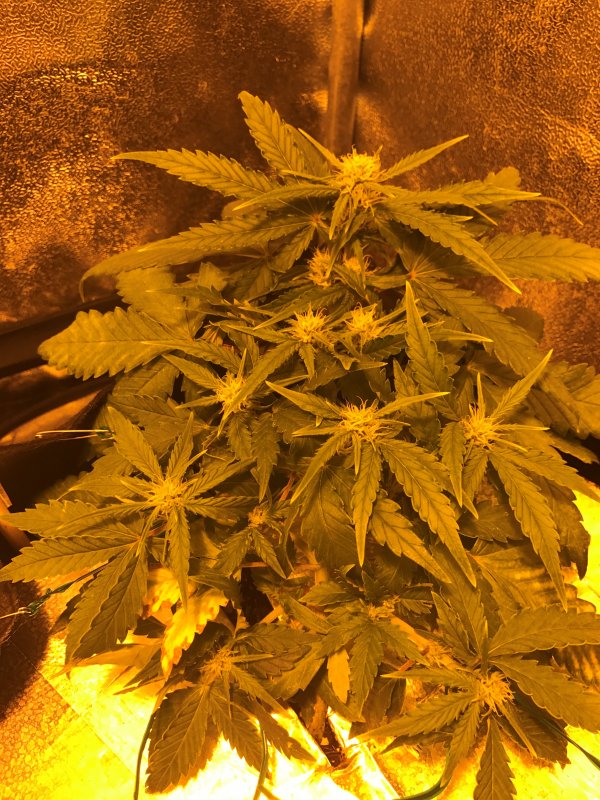 Day 30 GSC (3).JPG