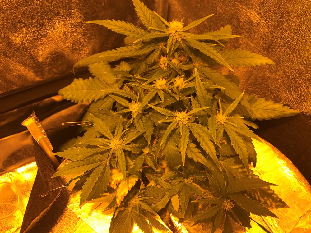 Day 30 GSC (4).JPG