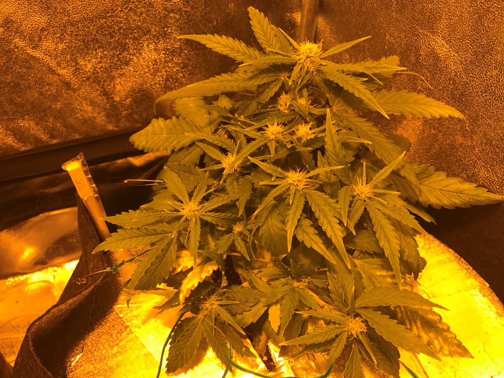 Day 30 GSC.JPG