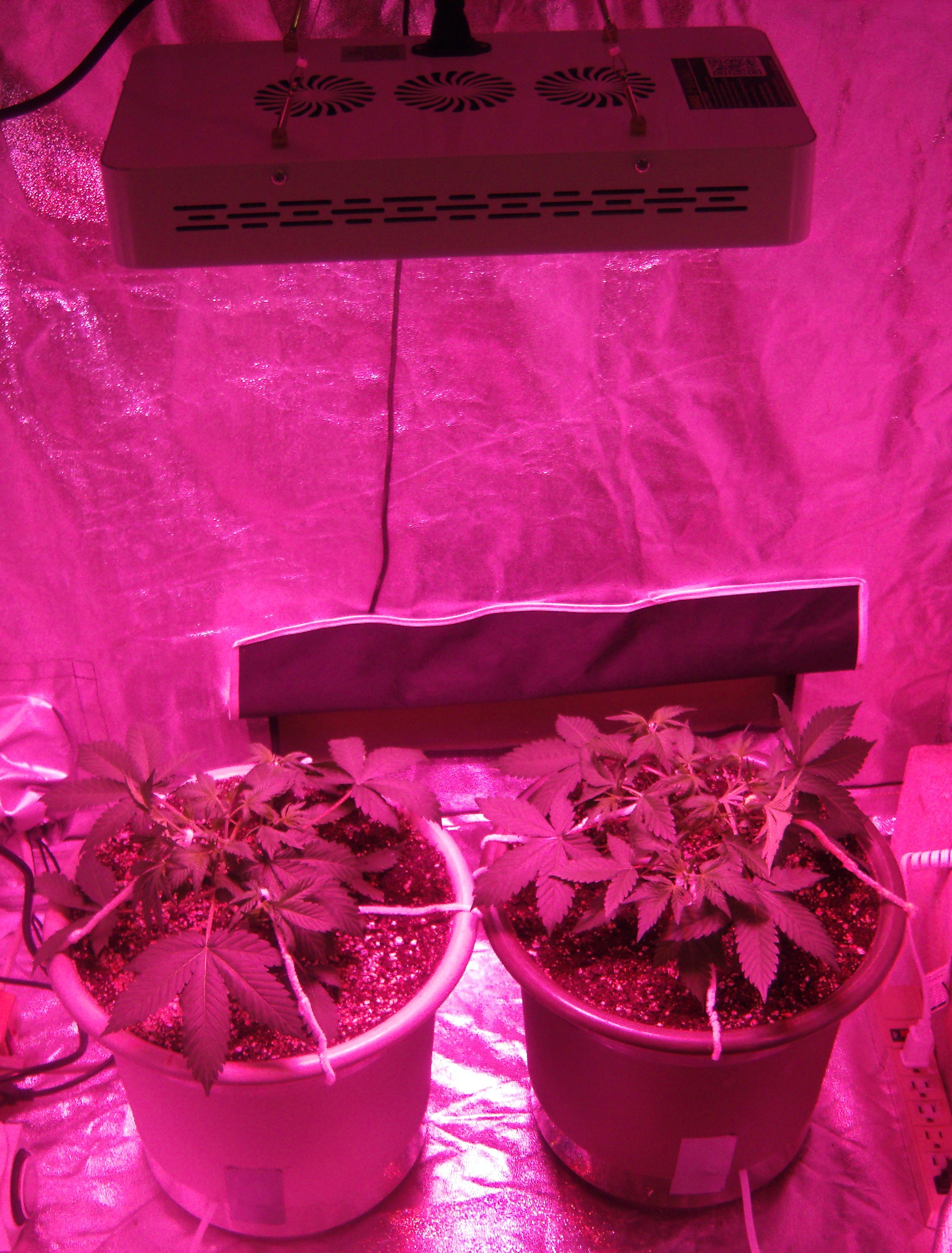 Day 32 Tent 1.JPG