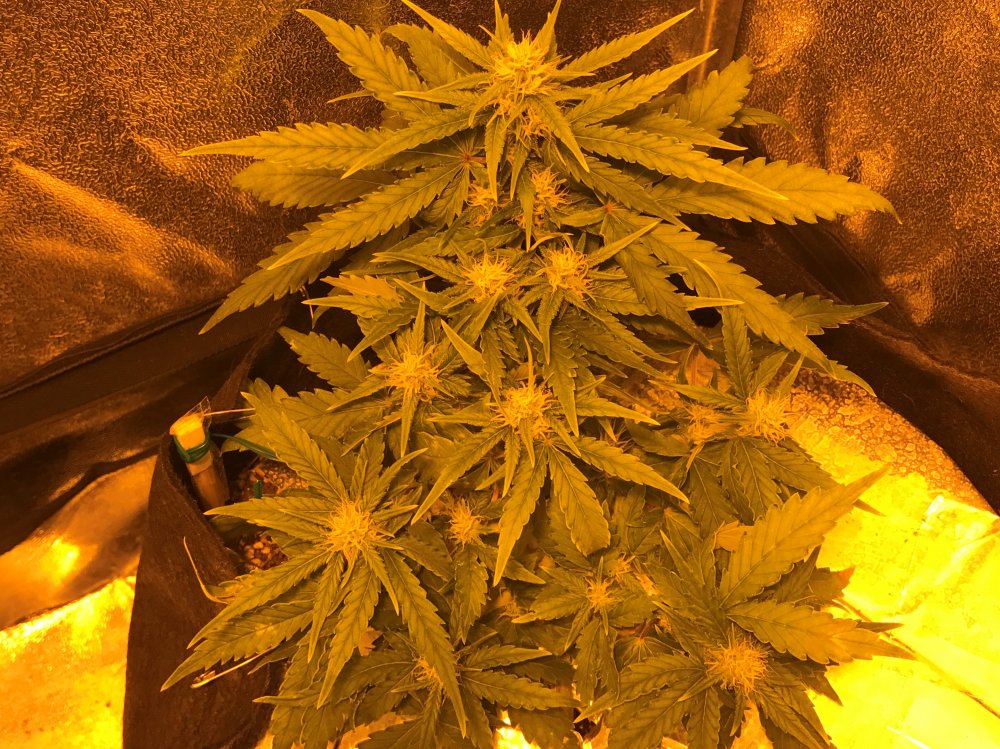 Day 33 GSC (2).JPG