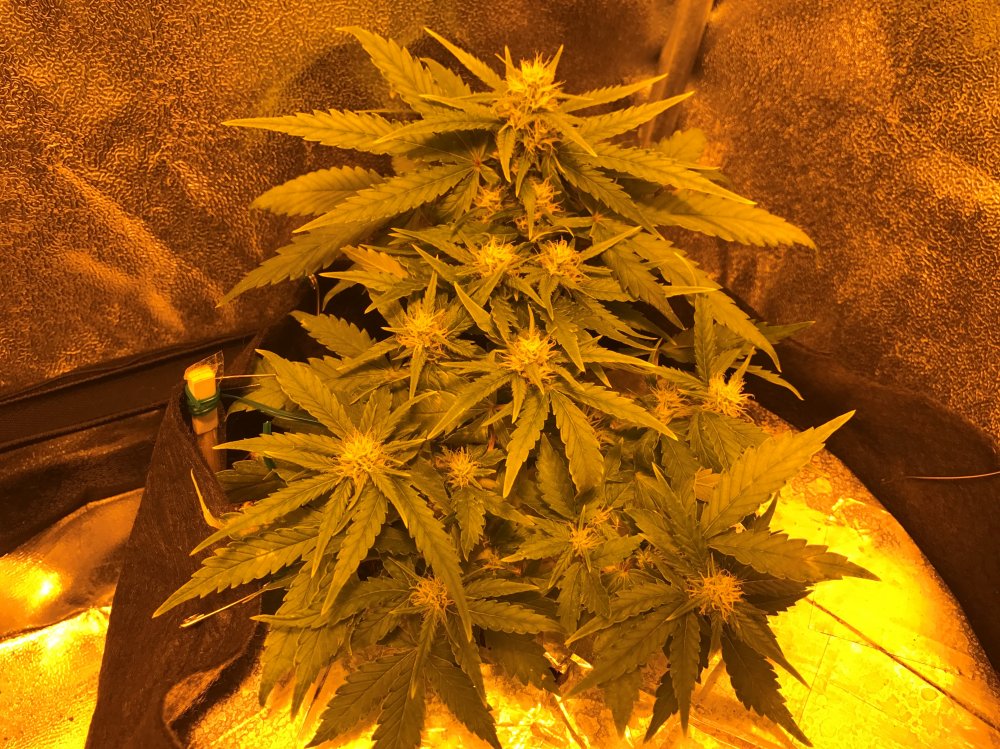 Day 33 GSC (3).JPG