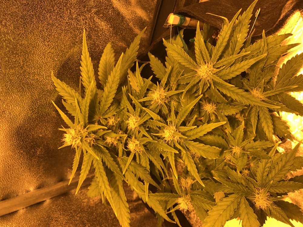 Day 33 GSC (4).JPG