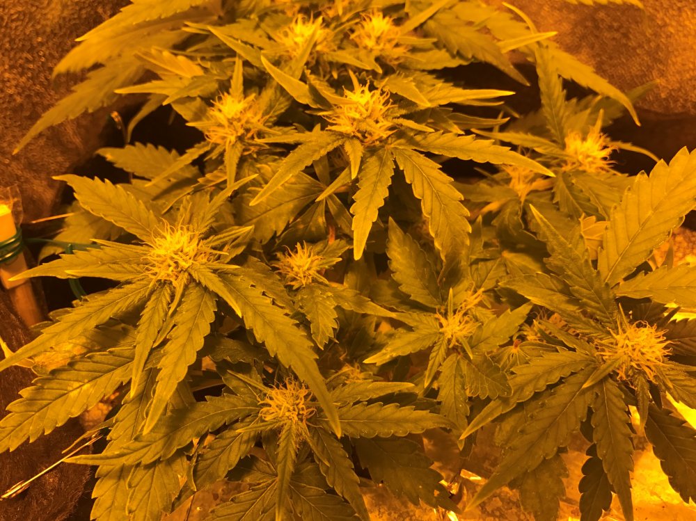 Day 33 GSC (7).JPG