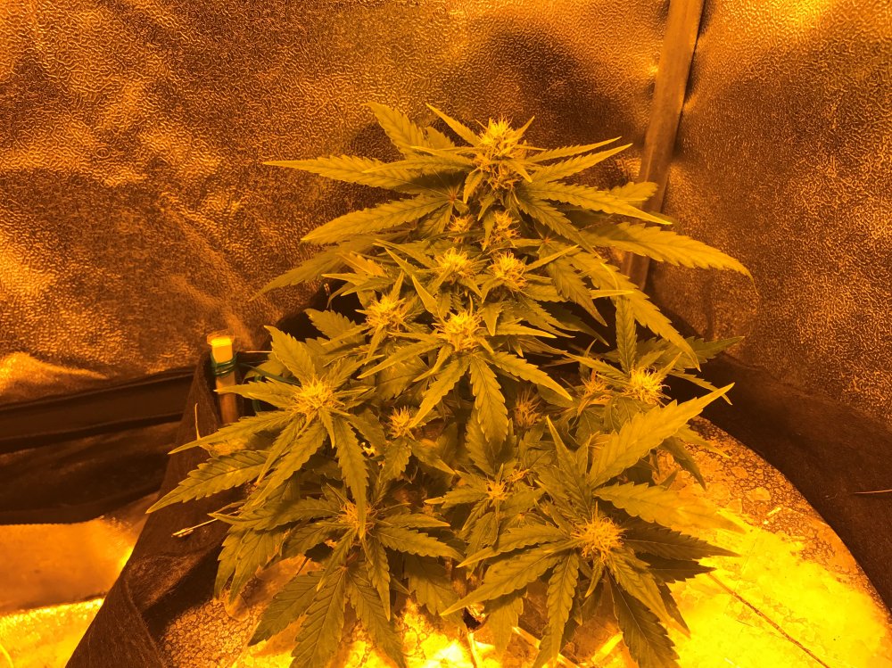 Day 33 GSC.JPG